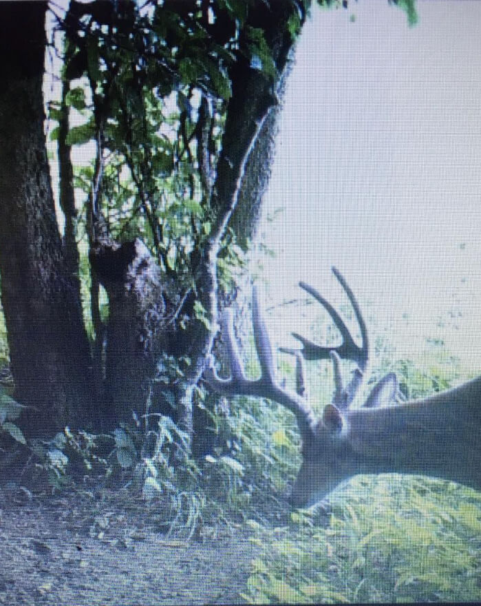 Rack Roidz Deer Trail Cam Shot